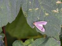 Grauleib Flechtenbärchen